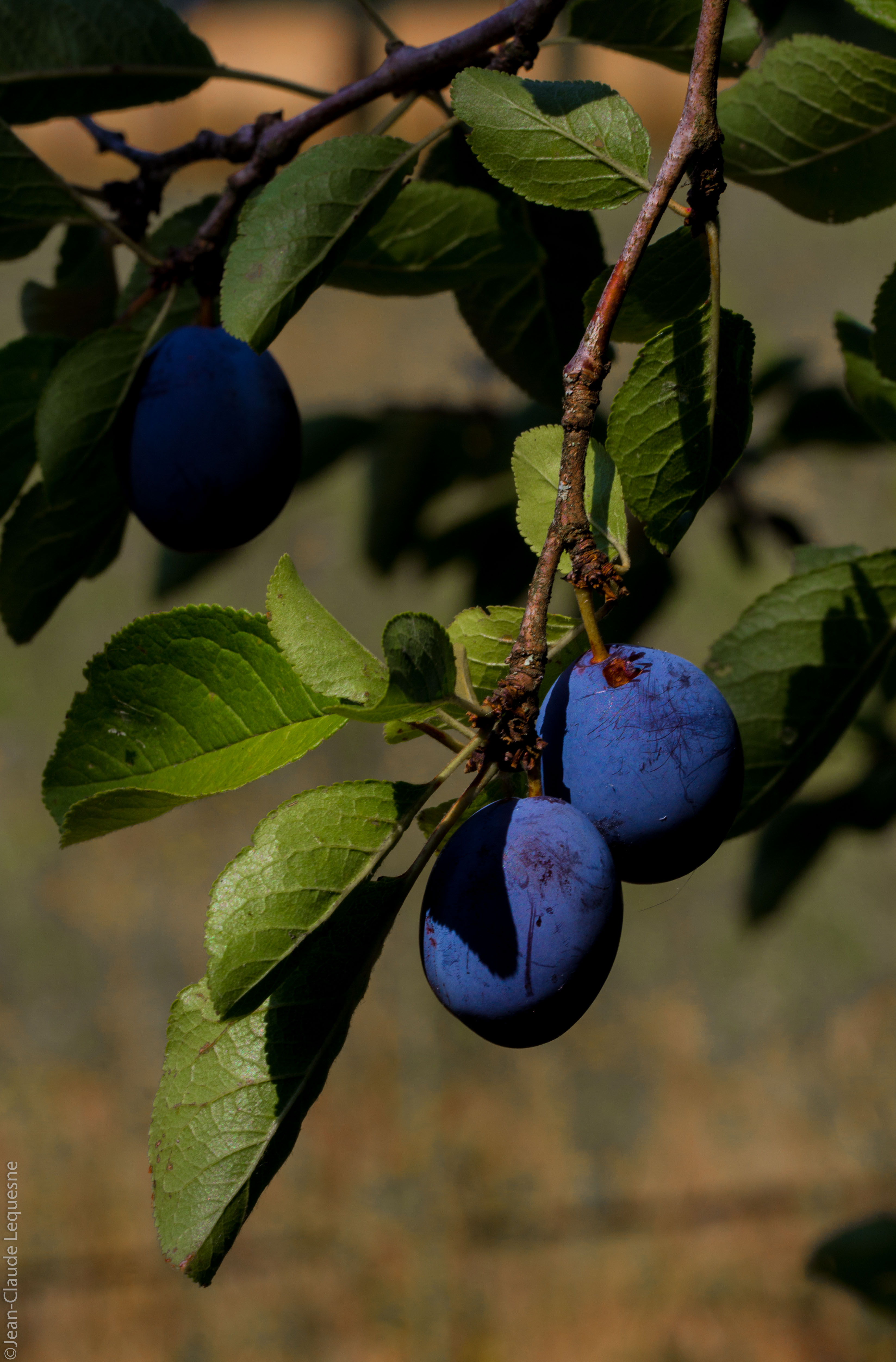 Prune bleue de Bajamont